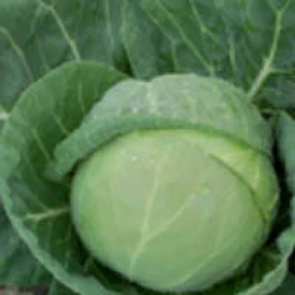 CABBAGE KATARINA 4PK