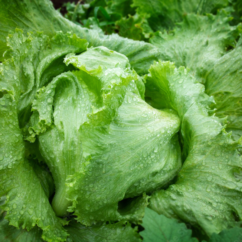 LETTUCE REGENCY 2.0 4PK