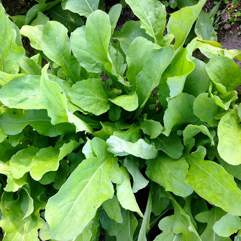 ARUGULA ASTRO ORG 4PK