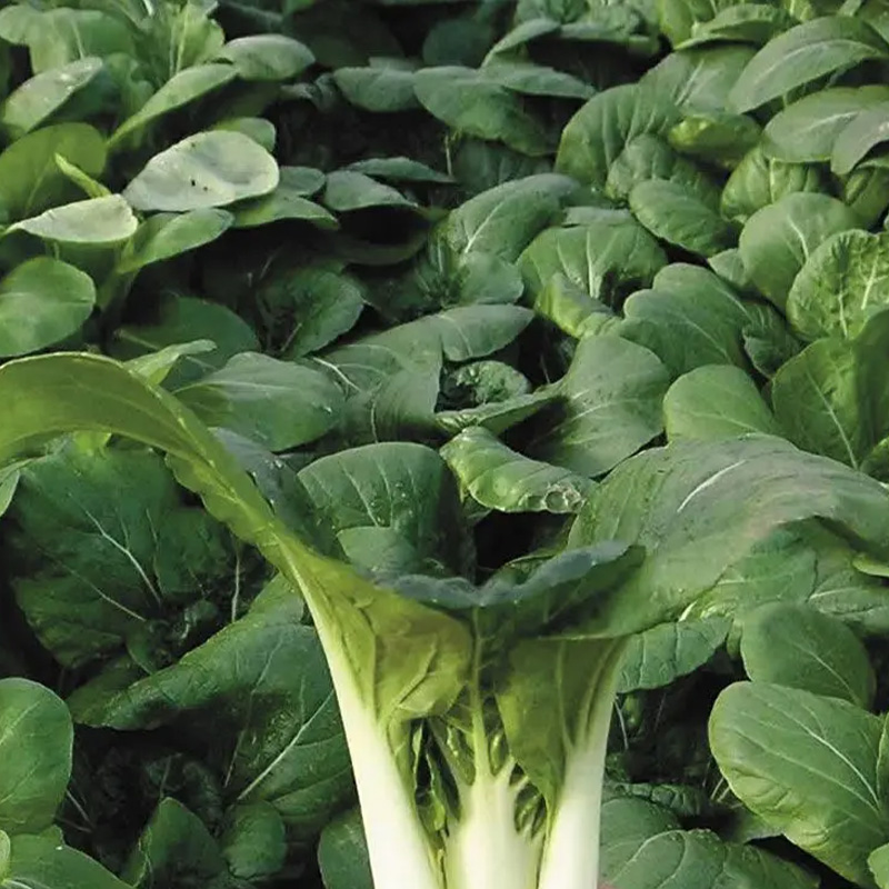 BOK CHOI TOY CHOI ORG 4PK