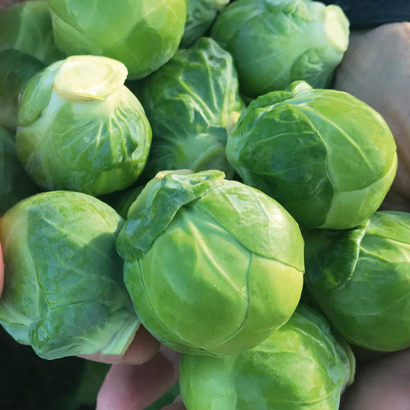 BRUSSELS SPROUTS HESTIA ORG 4PK
