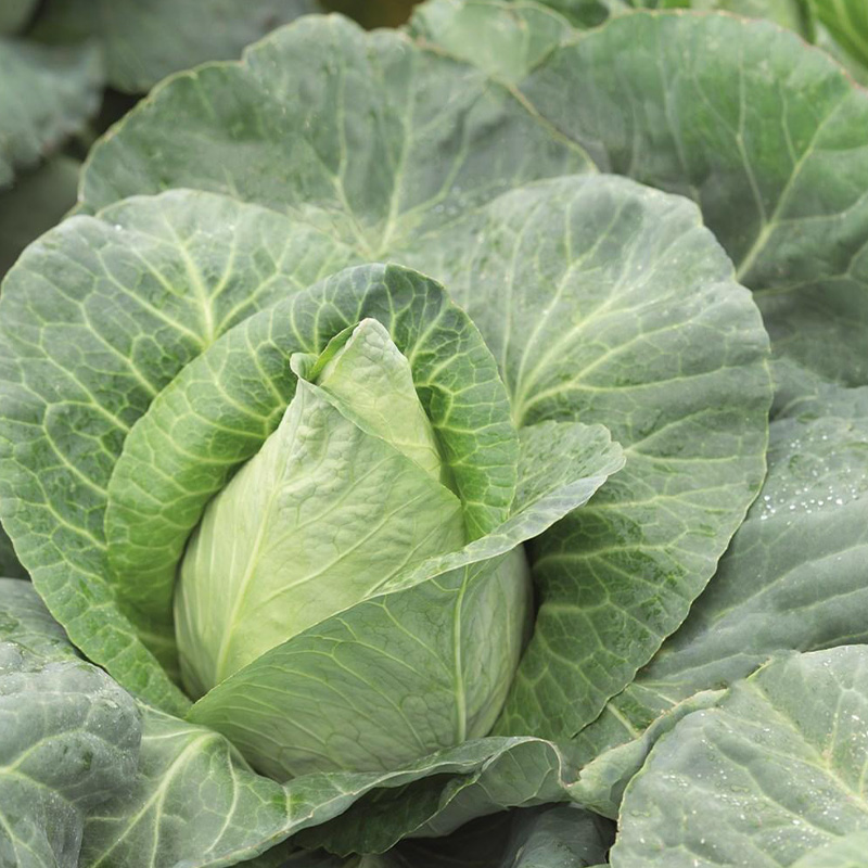 CABBAGE CARAFLEX ORG 4PK