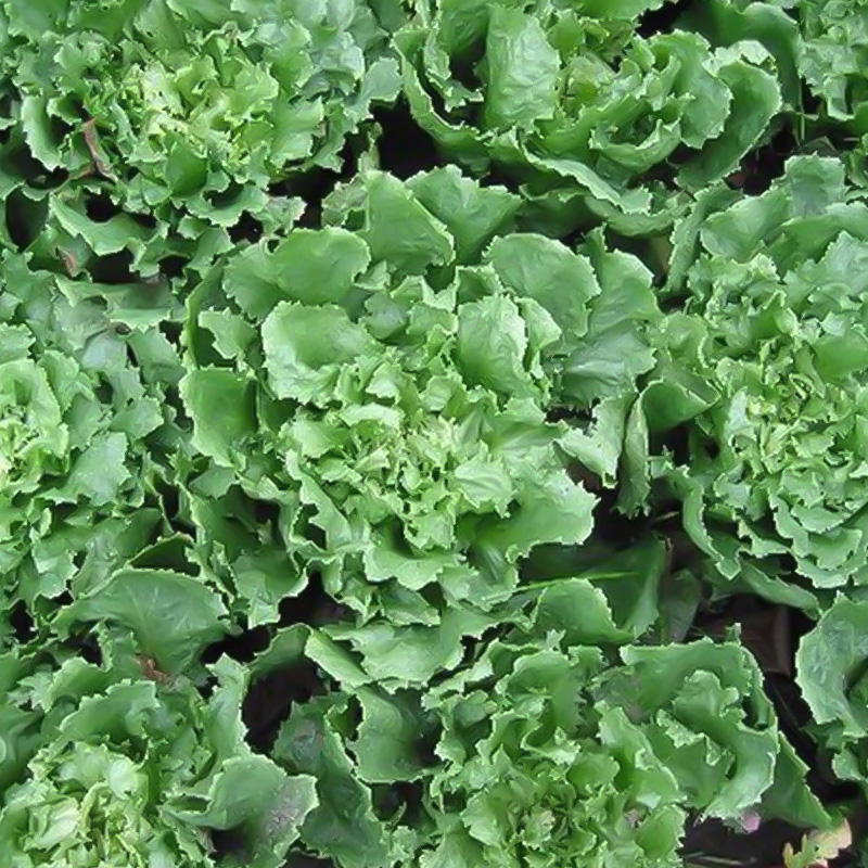 ESCAROLE EROS ORG 4PK