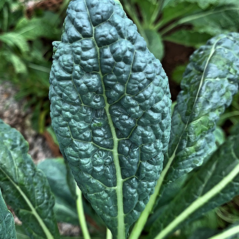 KALE TUSCAN ORG 4PK