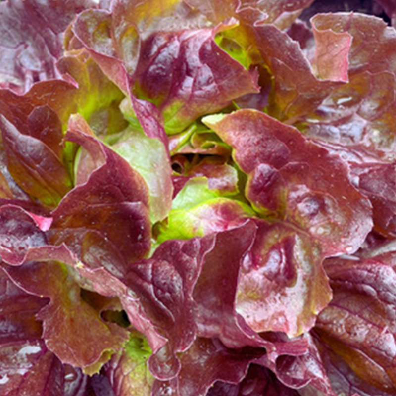 LETTUCE BOSTON RED ORG 4PK
