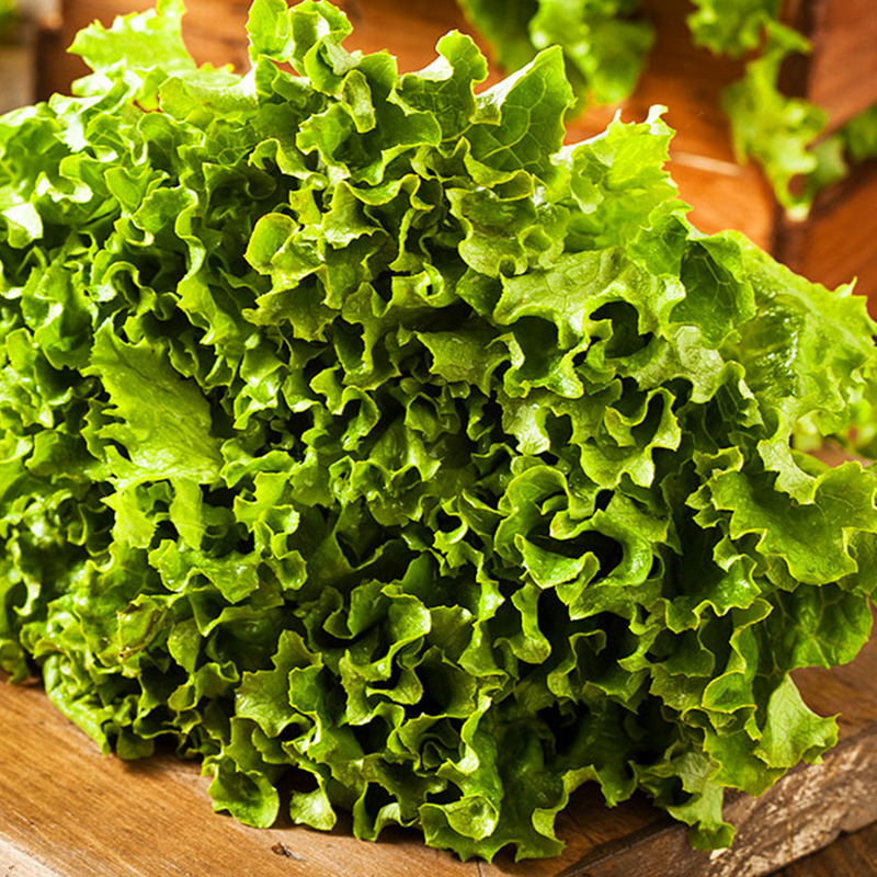 LETTUCE GREEN LEAF ORG 4PK