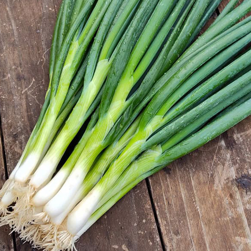 ONION SCALLIONS ORG 4PK