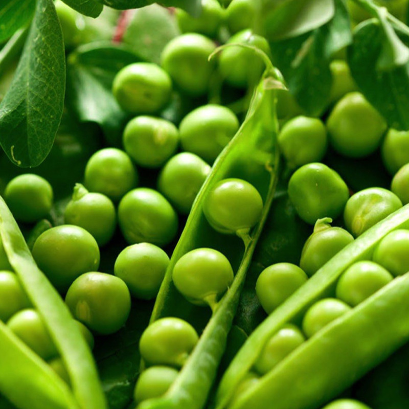 PEAS ENGLISH SHELLING ORG 4PK