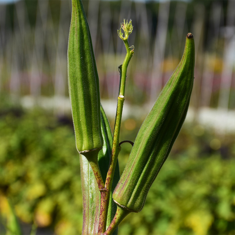 OKRA GREEN FINGERS