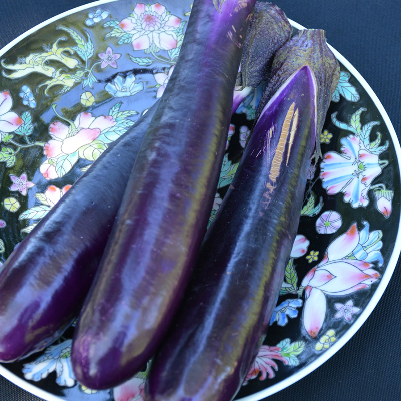 EGGPLANT SHIKOU
