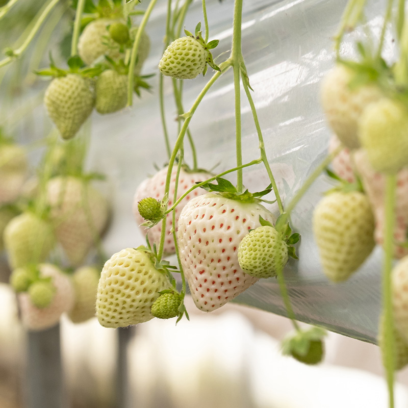 STRAWBERRY PINEBERRY ORG 3.5