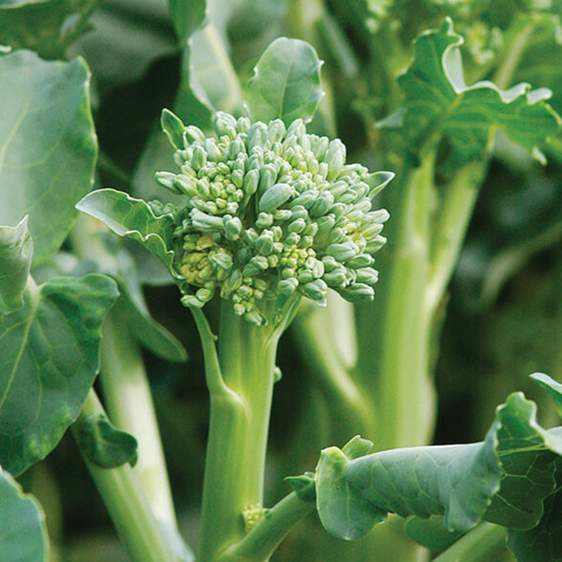 BROCCOLI MINI ORG 4PK