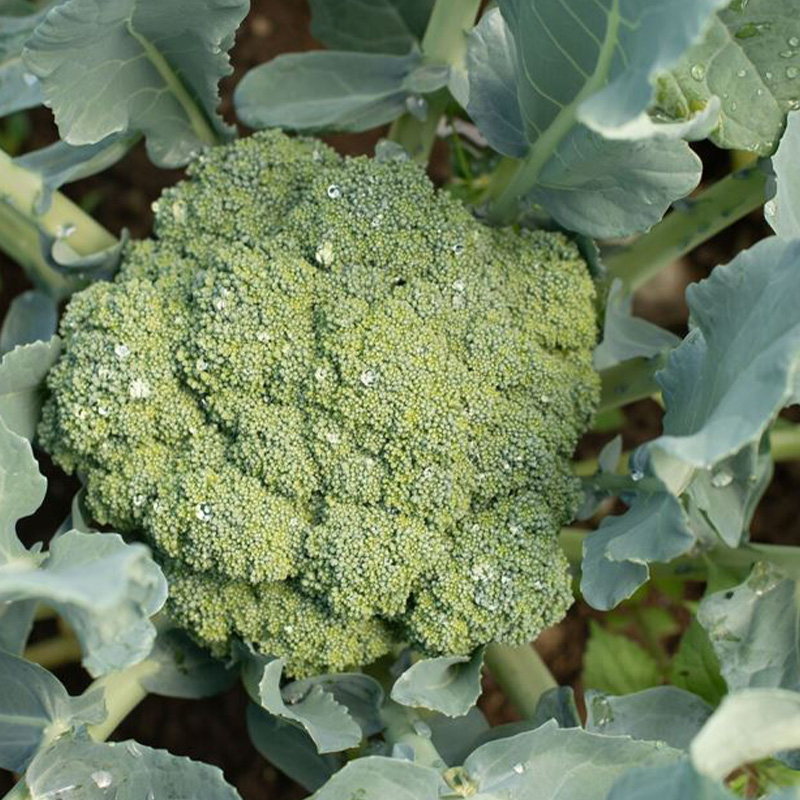 BROCCOLI EMERALD CROWN ORG 4PK