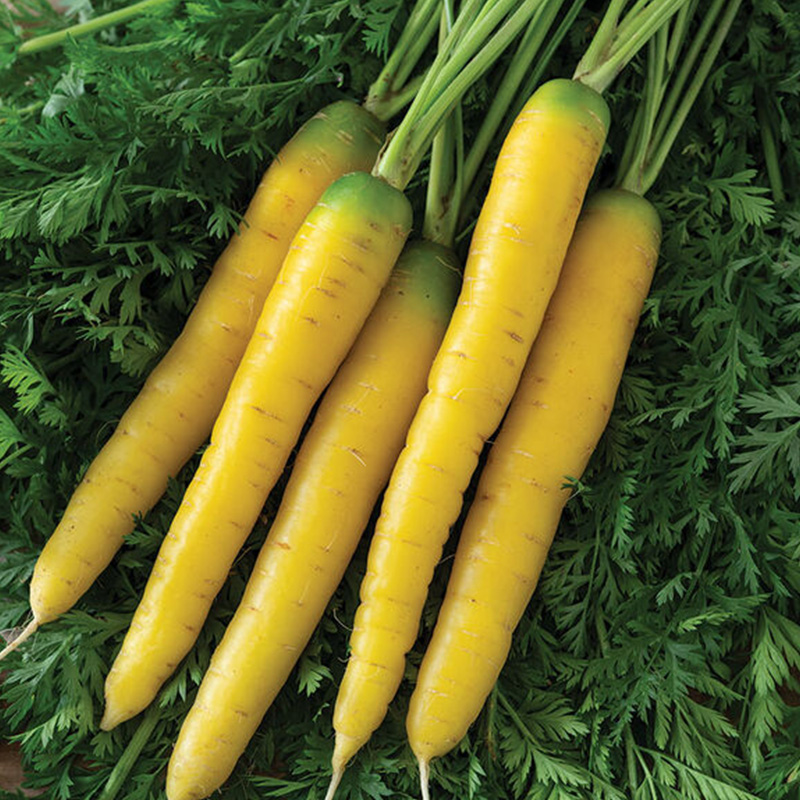 CARROT GOLDEN NUGGET ORG 4PK