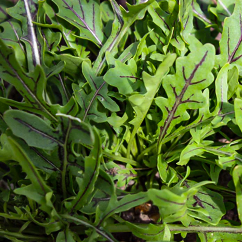 ARUGULA DRAGONS FIRE ORGANIC QT