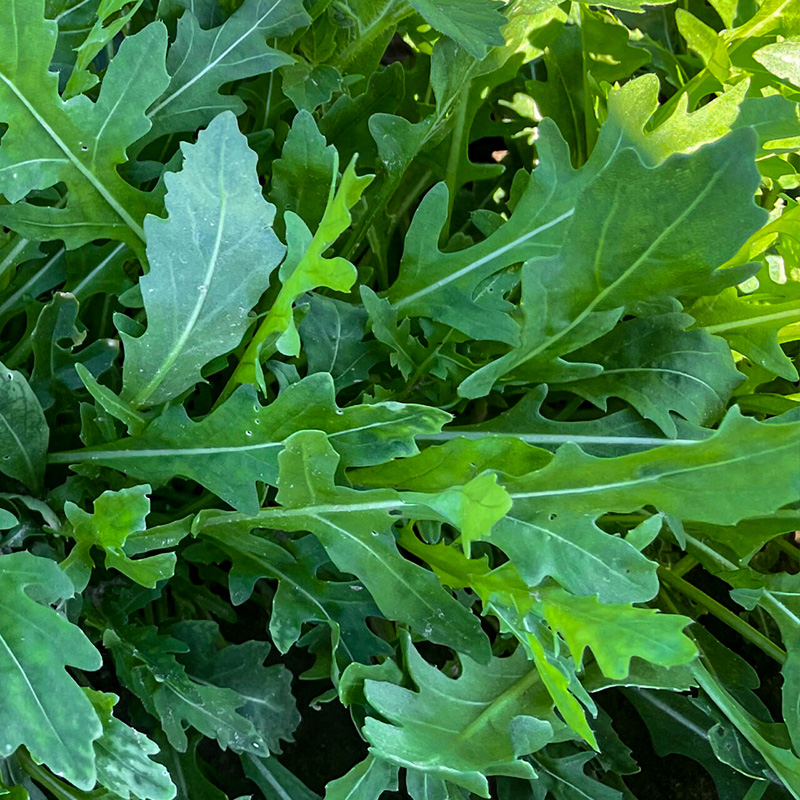 ARUGULA ORGANIC QT