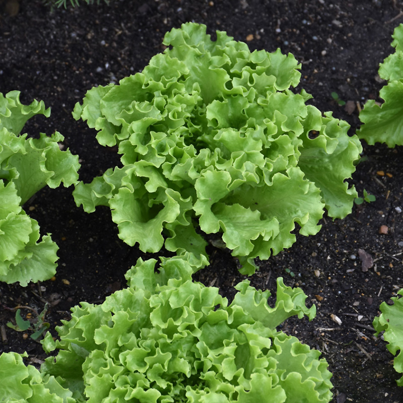 LETTUCE SUMMER CRISP ORG 4PK