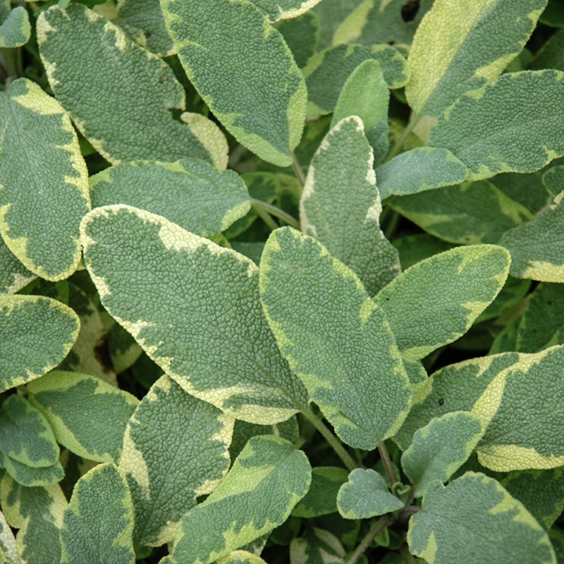 HERB SAGE GOLDEN QT