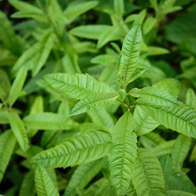 HERB LEMON VERBENA ORGANIC QT