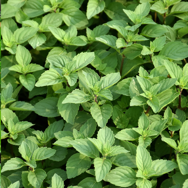 HERB MINT GINGER 4"