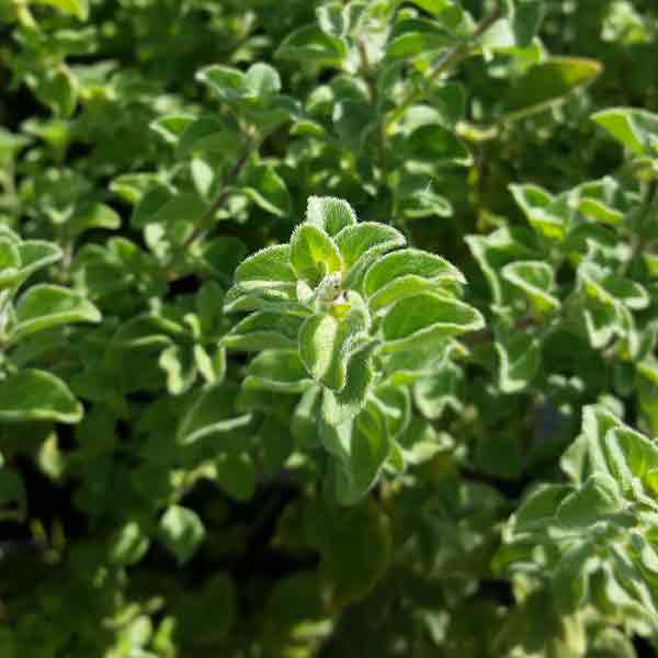 HERB OREGANO HOT AND SPICY 4"