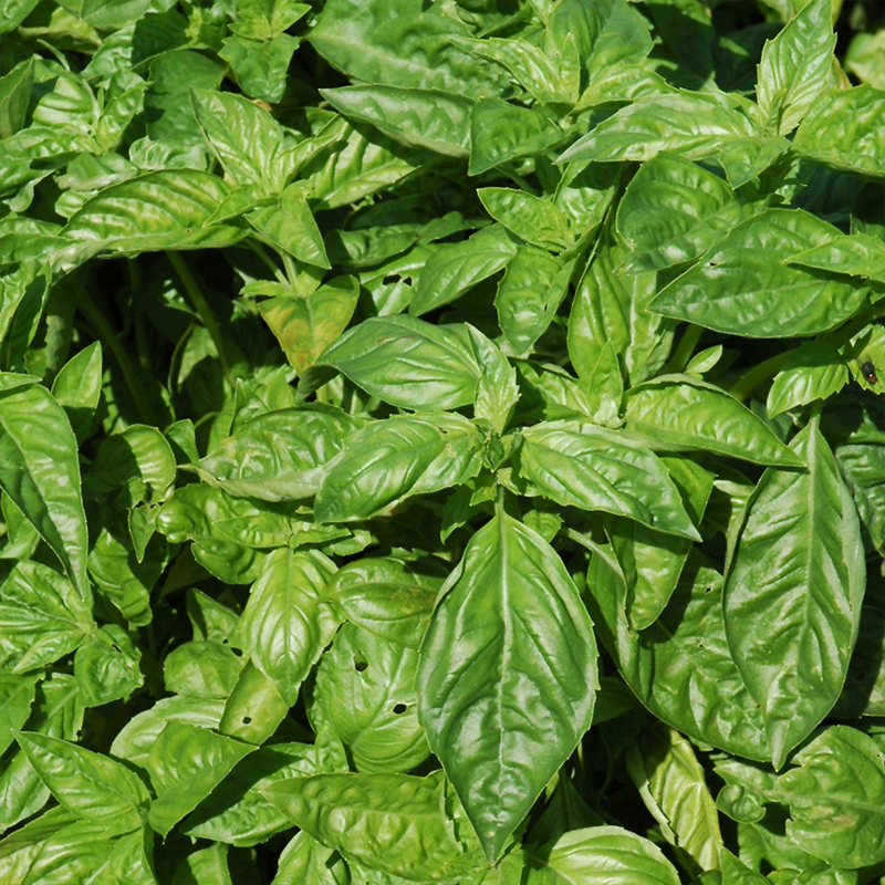 HERB BASIL SWEET ORGANIC QT