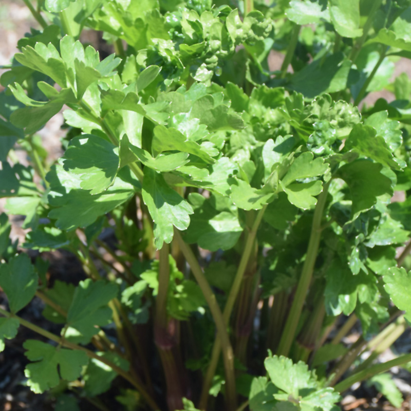 HERB CELERY LEAF PEPPERMINT 4"