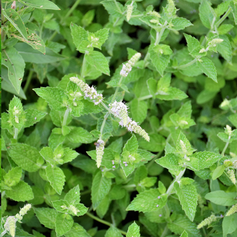 HERB MINT KENTUCKY COLONEL 4"