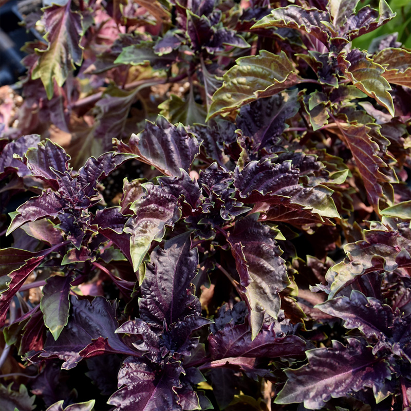 HERB BASIL PURPLE RUFFLES 6"