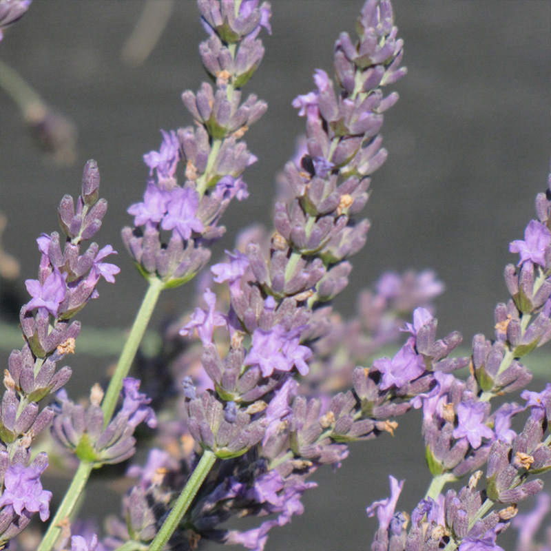 HERB LAVENDER GROSSO 6"