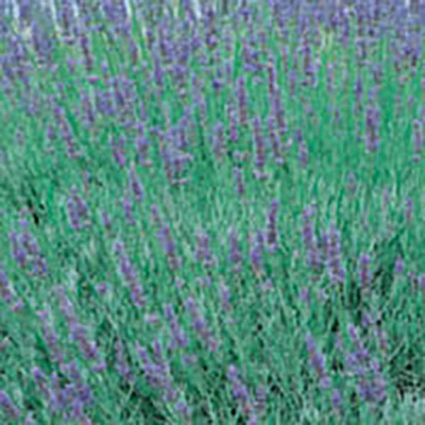 HERB LAVENDER HIDCOTE 6"