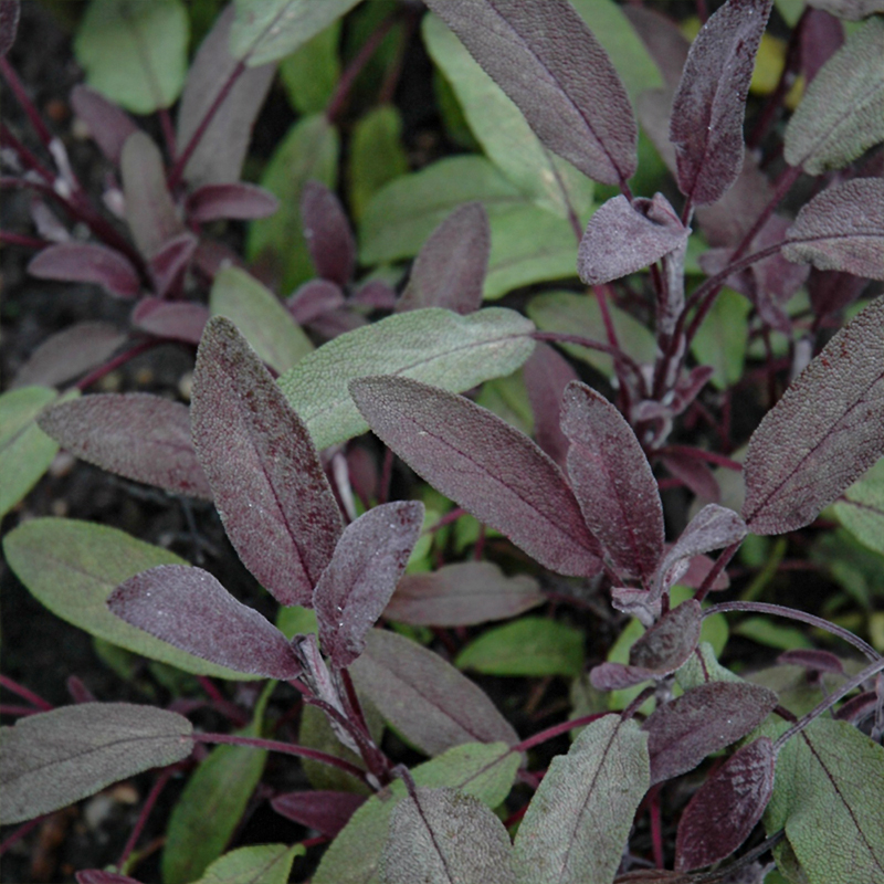 HERB SAGE PURPLE ORGANIC QT