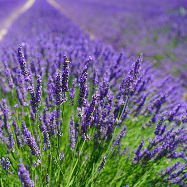 HERB LAVENDER PROVENCE 6"