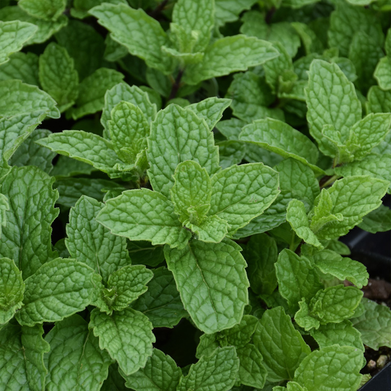 HERB MINT MOJITO 6"