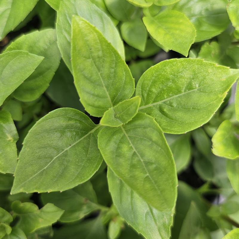 HERB BASIL COLDASIL 4"