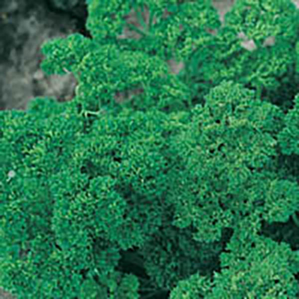 HERB PARSLEY CURLY 6"