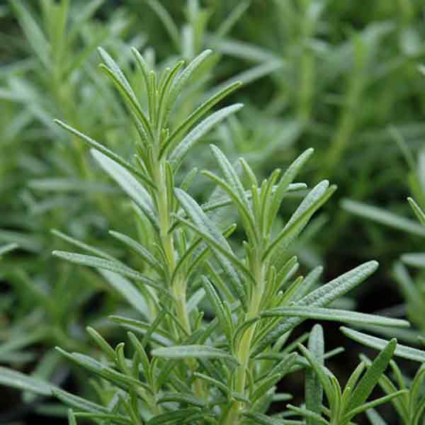 HERB ROSEMARY ARP 6"