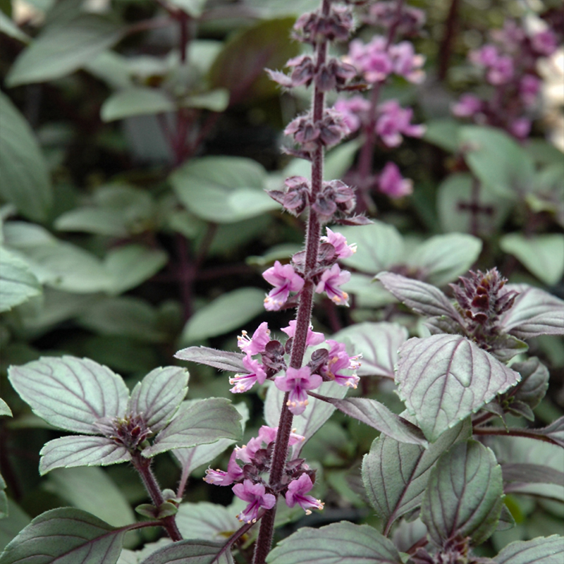 HERB BASIL AFRICAN BLUE 4"