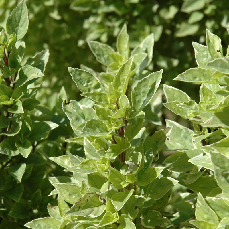 HERB BASIL PESTO PERPETUO 4"