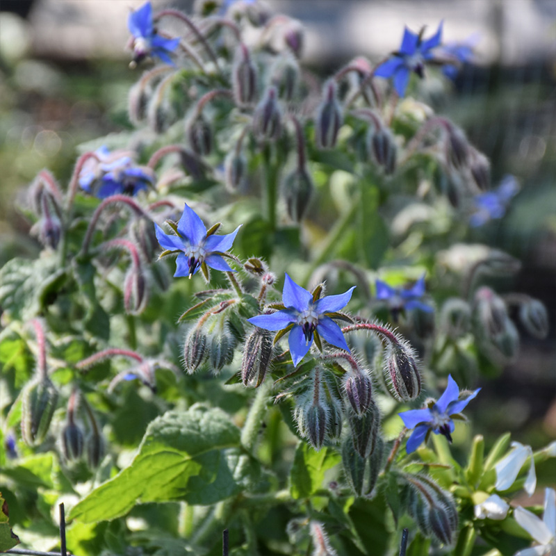 HERB BORAGE 4"