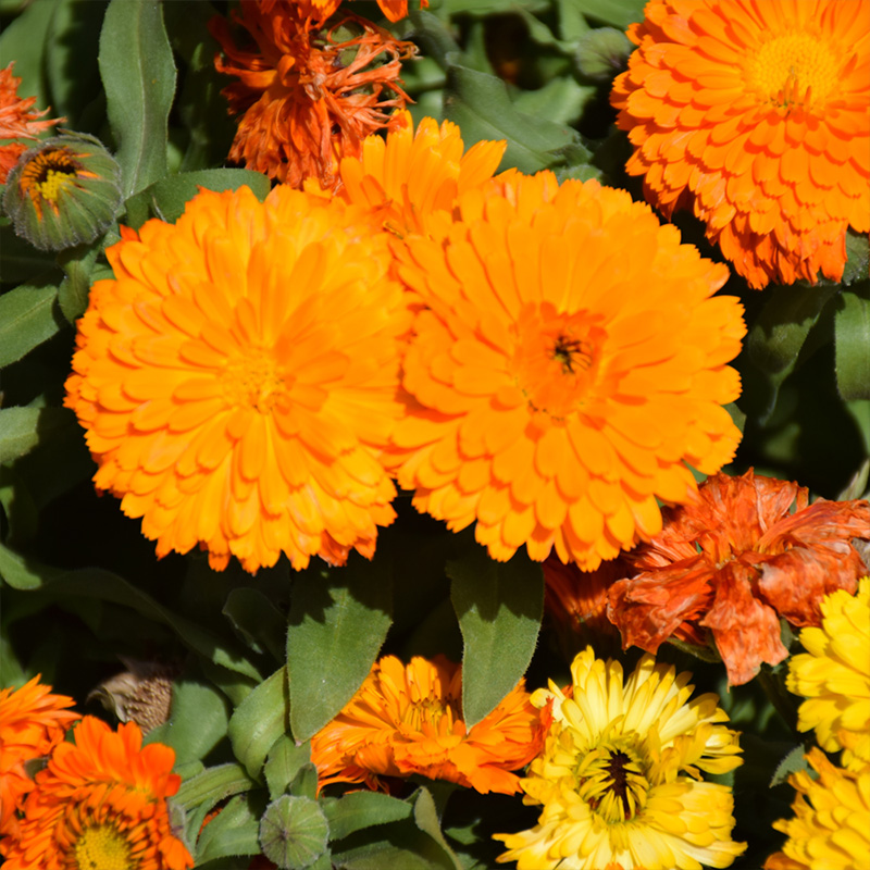 HERB CALENDULA BONBON MIX 4"