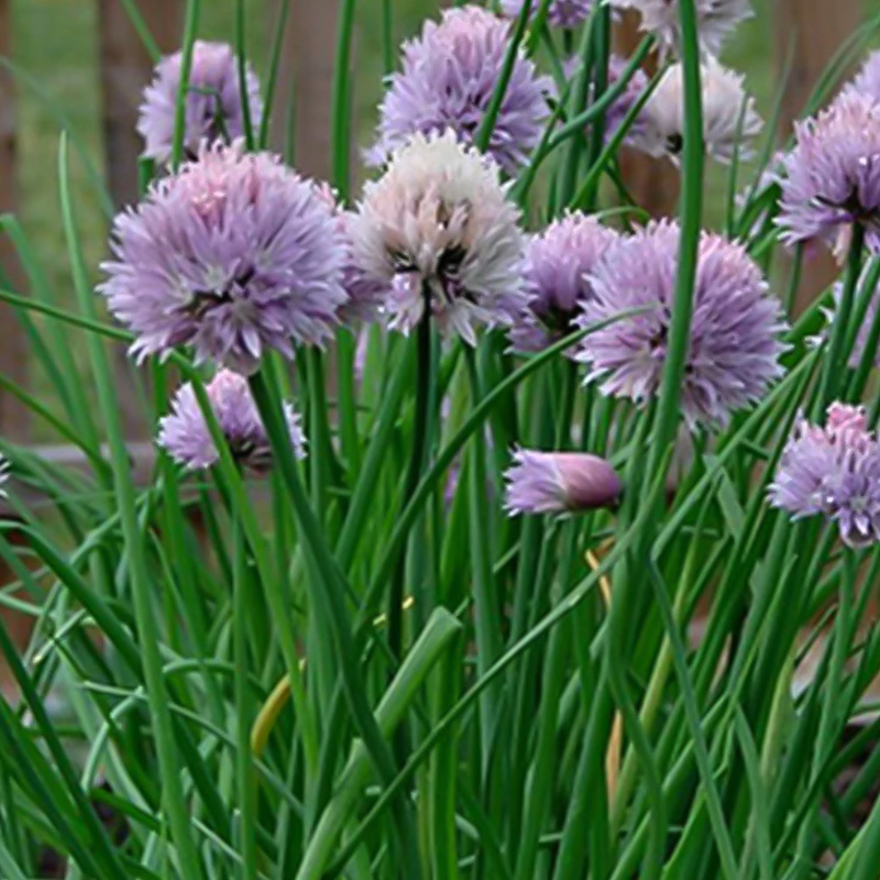 HERB CHIVES ONION 4"