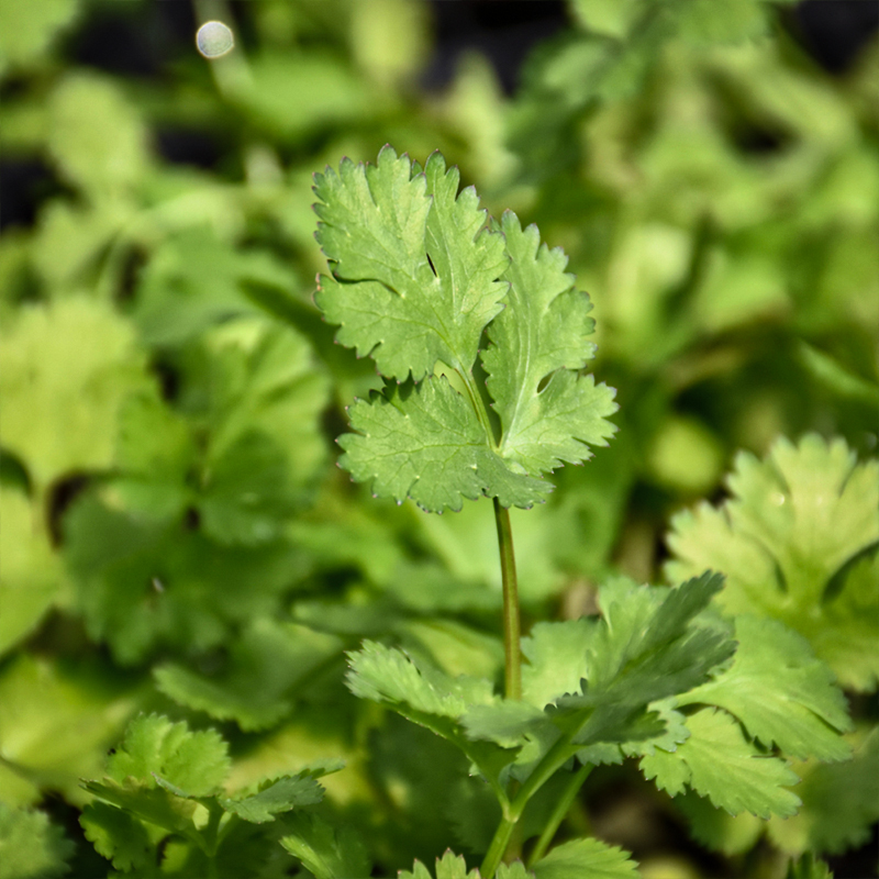 HERB CILANTRO CORIANDER 4"