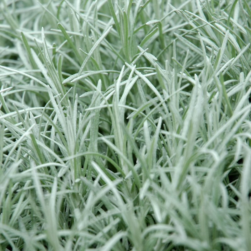 HERB CURRY DWARF 4"