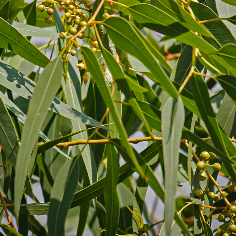 HERB EUCALYPTUS LEMON BUSH 4"