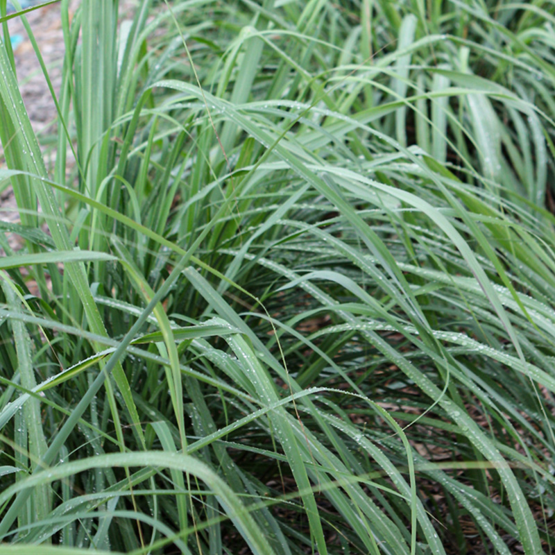 HERB LEMON GRASS 4"