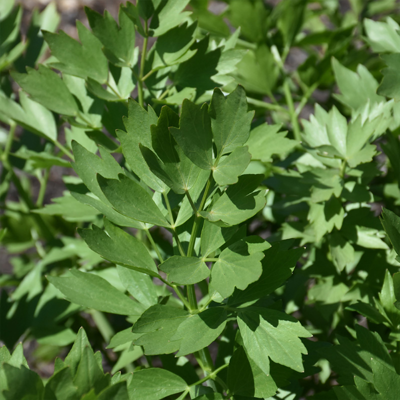HERB LOVAGE 4"