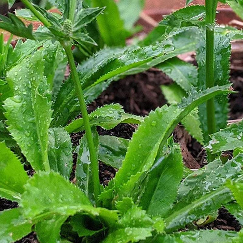HERB MEXICAN CORIANDER 4"