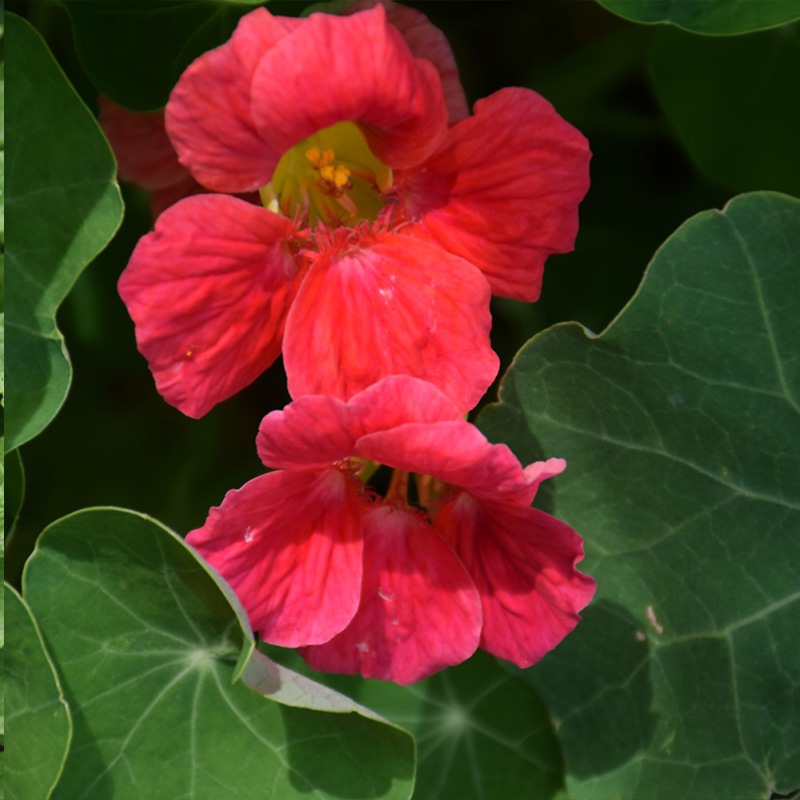 HERB NASTURTIUM JEWEL MIX 4"