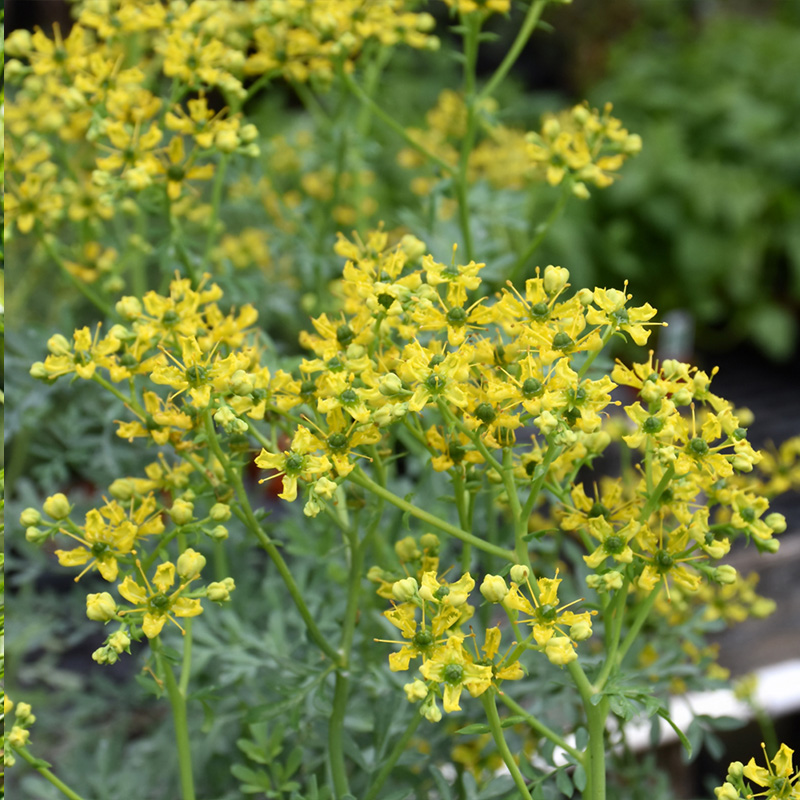 HERB RUE 4"